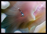 Shrimp and Anemone