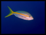Yellowtail Snapper