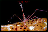 Arrow Crab