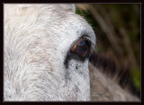 Donkey near Karpata