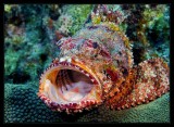 Open Wide, Spotted Scorpionfish