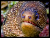 Goldentail Moray