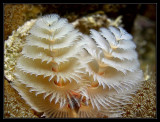 Christmas Tree Worm