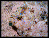 Peacock Flounder