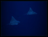 Spotted Eagle Rays