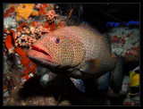 Tiger Grouper