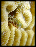 Blenny