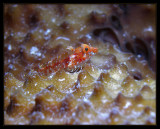 Roughhead Triplefin