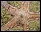 spiny sand star