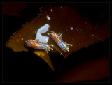 Polycera atra w/eggs