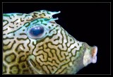 Honeycomb Cowfish