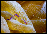 Pederson Cleaner shrimp