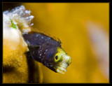 Spinyhead Blenny