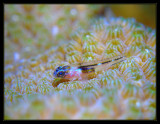 Peppermint Goby