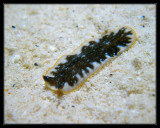 pseudoceros rawlinsonae flatworm