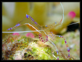 Pedersons cleaner shrimp