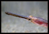 pipefish-Redondo Canyon-Sept. 2010