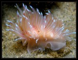 arminid nudi