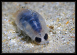 Susie's California Underwater World