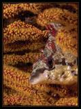 Painted Greenling, Redondo 9/11/05