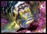 Copper Rockfish