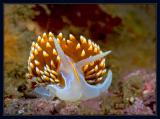 Hermissenda Crassicornis Nudibranch