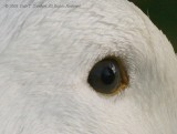 Eye Of Duck - IMG_9526.JPG
