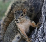 Squirrel - IMG_9678.JPG