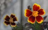 Marigold Standing Out - IMG_0996.JPG