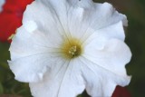 Petunia - IMG_0997.JPG