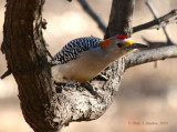 Golden Fronted Woodpecker - IMG_2435.JPG