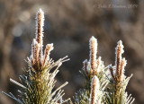Early Morning Frost - IMG_2862.JPG