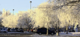 Early Morning Frost - IMG_2853.JPG