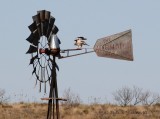 Windmill Hawk - IMG_3001.JPG