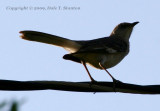 Mockingbird - IMG_6896.JPG