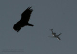 Vulture Jet - IMG_0567.JPG