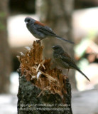 Juncos - IMG_1649.JPG