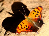 Butterfly - IMG_3373.JPG
