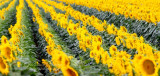Sunflowers - IMG_3911.JPG