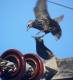 Starlings - IMG_8648.JPG