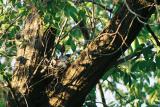 Blue Jay Chick