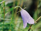 Mountain Wildflower