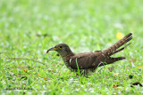 Indian  or   Short-winged Cuckoo ( Cuculus micropterus )