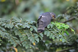 Hodgson's Hawk Cuckoo (Cuculus nisicolor)