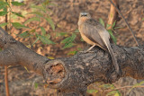 Large Grey Babbler