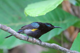 Copper-throated Sunbird,  Male