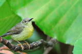 Plain-throated Sunbird , female