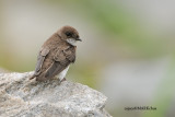 Sand Martin (Riparia riparia)