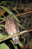 Brown Hawk Owl (Ninox scutulata)