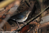 Siberian Blue Robin (Luscinia cyane) , Immature Male